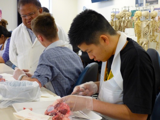 Some intense work underway during the anatomy project at hands-on science, 2015. Image courtesy of Hands-on science.